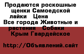 Продаются роскошные щенки Самоедской лайки › Цена ­ 40 000 - Все города Животные и растения » Собаки   . Крым,Гвардейское